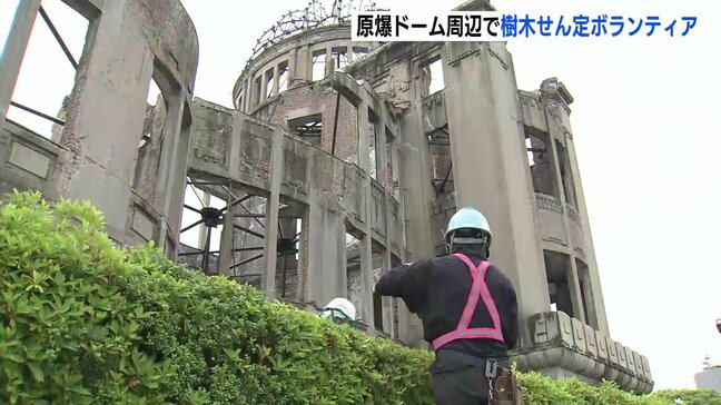 「子どもも見られるように」原爆ドーム周辺のツツジをせん定 例年より低く ボランティアで|TBS NEWS DIG