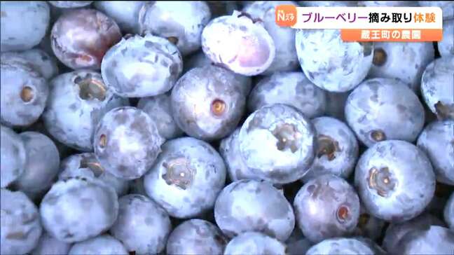 「甘酸っぱくて超おいしい」幼稚園児らがブルーベリーの摘み取り体験　宮城・蔵王町|TBS NEWS DIG