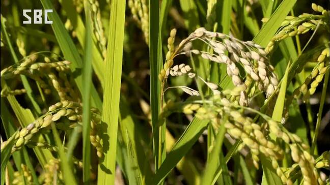 「イネいもち病」が県全域で拡大のおそれ　県が注意報を出して対策呼びかけ|TBS NEWS DIG