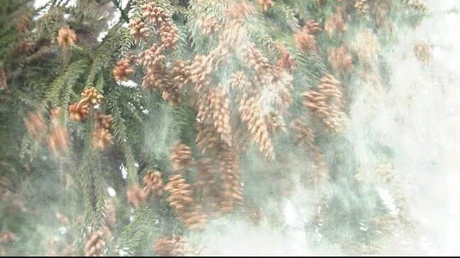 【スギ花粉】1シーズンで「人差し指の爪ほどの面積に1000個」の計算に！対策は？「通常の眼鏡でも、眼表面への花粉付着が約30〜50％程度減少」の報告も|TBS NEWS DIG