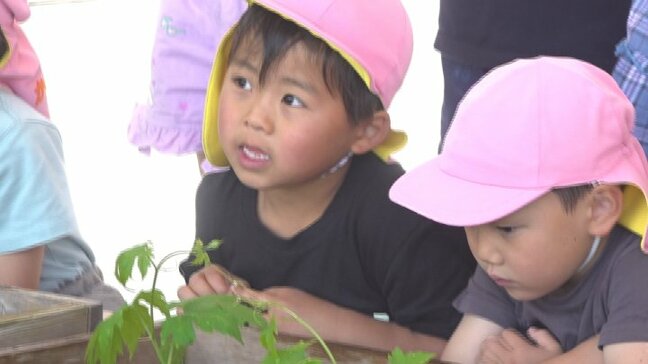 保育園児が緑のカーテンづくり ゴーヤやアサガオの苗を植える 山梨市役所|TBS NEWS DIG