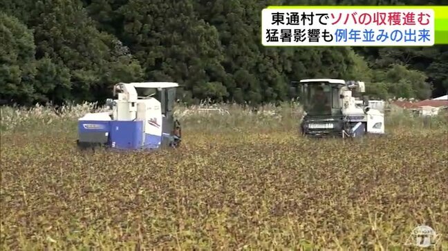 秋晴れのなか「ソバの実」の収穫進む　例年並み72トンほどの収穫見込む　「「寒い地域なのでソバの風味がしっかり入るのが魅力」　青森県東通村|TBS NEWS DIG