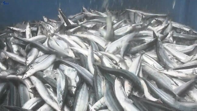 今年は140g以上の大きいサイズがほとんど! 本州トップ 岩手県大船渡市でサンマ初水揚げ 浜は活気づく|TBS NEWS DIG