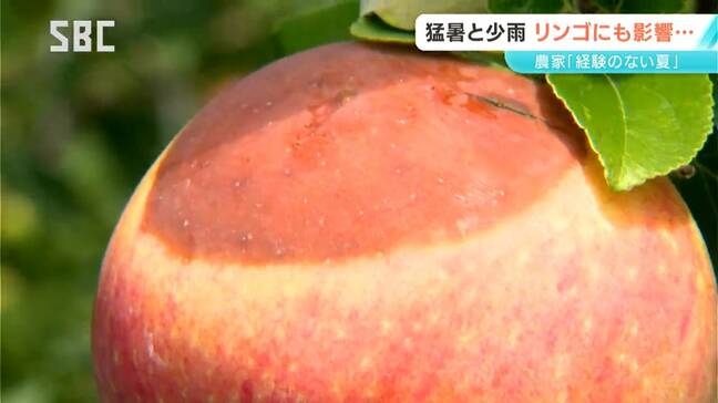 「シトシト雨が降ってほしい」猛暑と少雨の影響はリンゴの生育にも…長野地域の一部では水不足でモモやナシも例年より小さめに|TBS NEWS DIG
