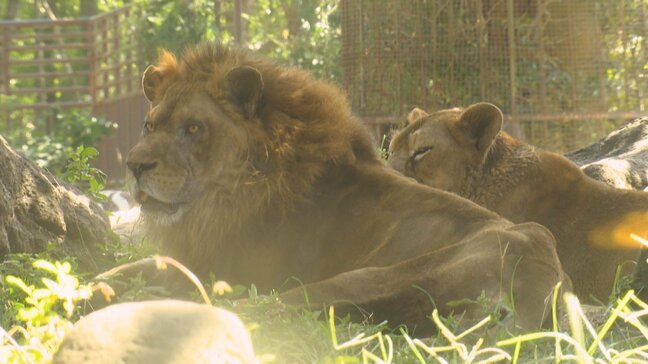 とべ動物園のライオン「バリー」が死ぬ 18歳の大往生「たくさんの思い出をありがとう」愛媛県|TBS NEWS DIG