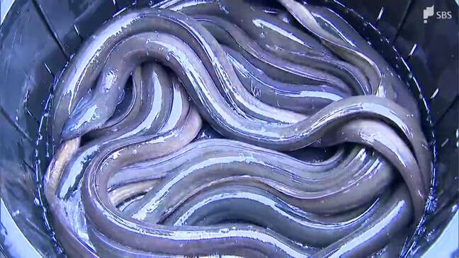 ウナギの国際取引規制案否決 静岡県内関係者からも安堵の声「心配していたので本当によかった」=ワシントン条約会議|TBS NEWS DIG