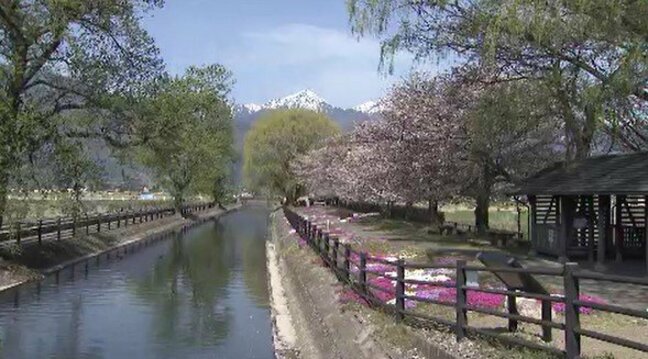 「時が止まった感じ…」春の信州・安曇野 で残雪の北アルプスを背景に…桜やシバザクラが見ごろ「忙しい時間を忘れるね…」|TBS NEWS DIG
