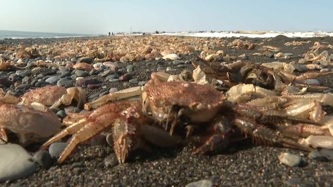 約15キロにわたり「毛ガニの抜け殻」が大量漂着　苫小牧周辺の海岸を埋め尽くす異景　専門家「漂着前に脱皮したと判明」さらなる詳細調査へ|TBS NEWS DIG