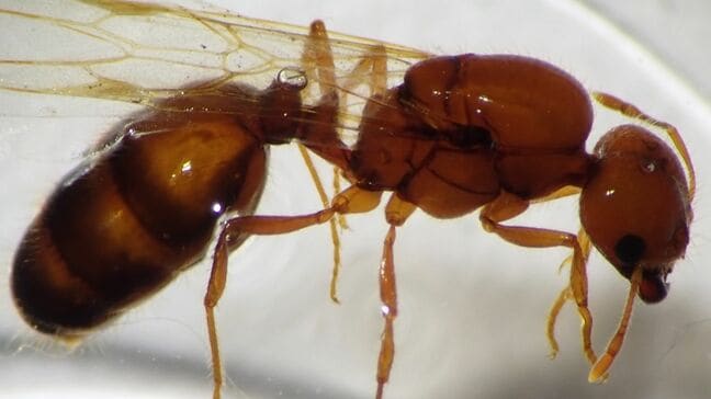 強毒持つ特定外来生物「アカカミアリ」女王アリ 愛知県で初確認 コンテナヤード塗装の継ぎ目に働きアリ500匹 巣作ったか|TBS NEWS DIG