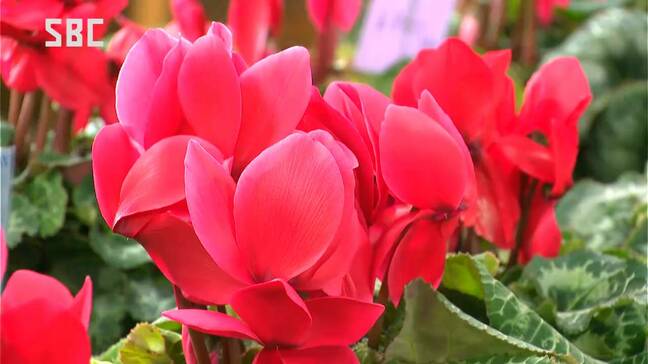 大好評！10分で完売！上伊那農業高校の生徒　自分たちで育てたシクラメンを販売　長野|TBS NEWS DIG