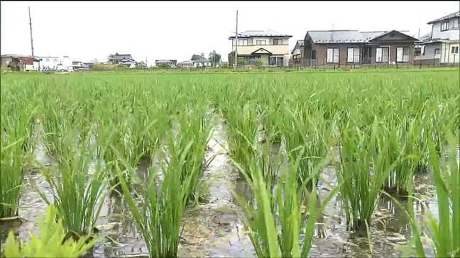 イネ生育「おおむね順調」平年並みで低温影響も気温上昇で回復　宮城|TBS NEWS DIG