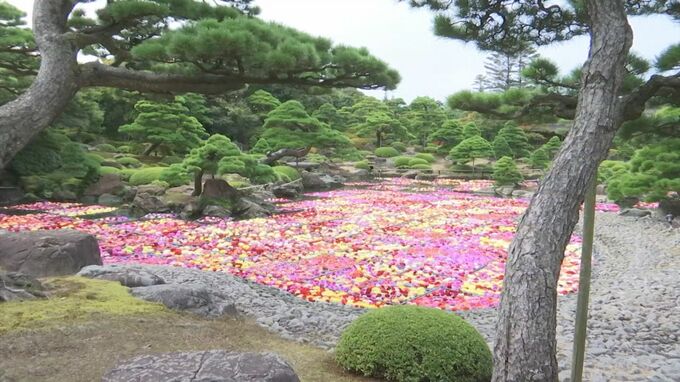 池一面に浮かぶ10万輪の「ダリア」の花　秋の由志園彩る「池泉天竺牡丹」　|　BSSニュース | BSS山陰放送