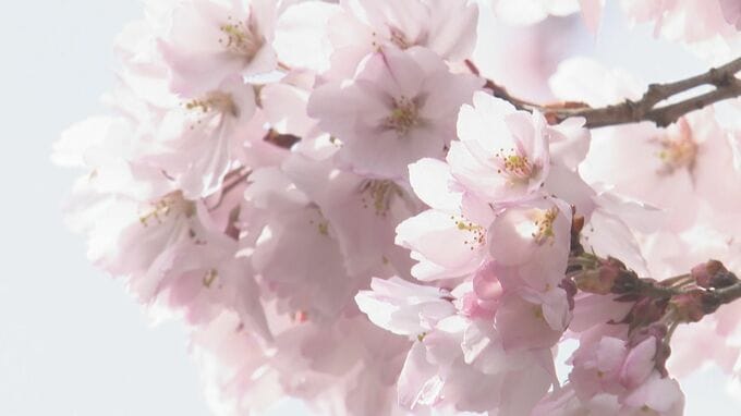 「天下第一の桜」高遠コヒガンザクラは4月4日に開花、10日に満開の予想　長野市では平年より4日早い7日に開花、12日に満開の見込み　東京は3月21日、22日には横浜で開花|TBS NEWS DIG