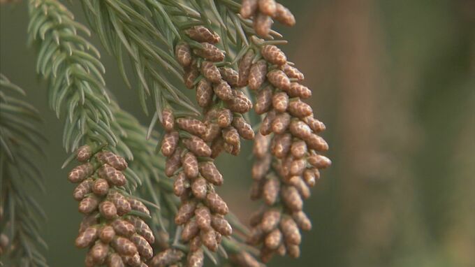石川県内のスギ花粉の飛散開始は2月中旬ごろ 例年に比べて「やや多め」早めの対策を　|　石川県のニュース｜MRO北陸放送