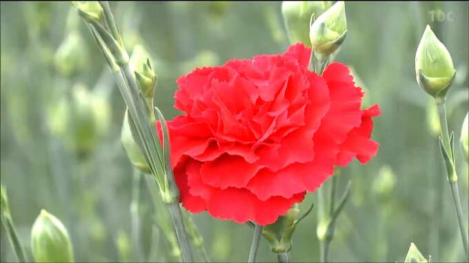 「普段なかなか言えない“ありがとう”をお母さんに」カーネーション摘み取りが最盛期　宮城・名取市|TBS NEWS DIG