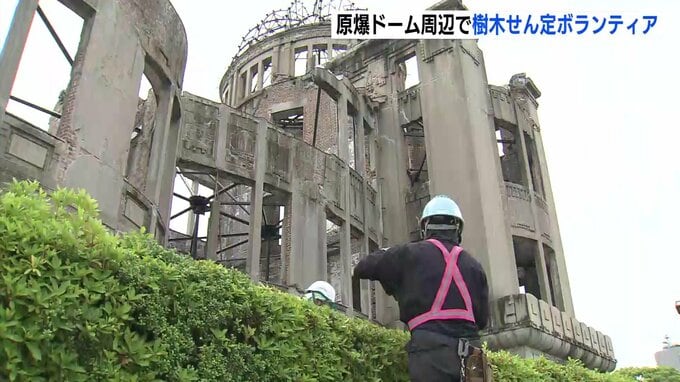 「子どもも見られるように」原爆ドーム周辺のツツジをせん定　例年より低く　ボランティアで|TBS NEWS DIG