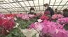 2000鉢が完売　高校生栽培のシクラメンの販売会　福島　|　福島のニュース│TUF