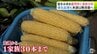 糖度メロン並の約18度ブランドトウモロコシ「嶽きみ」求めて 朝から150人以上の長蛇の列　今週は品薄で1家族30本までの販売制限も　収穫ピークは来週「焦らない方は来週のお買い求めを」岩木山の自然が生んだ旬の味　|　青森のニュース│ATV NEWS│青森テレビ