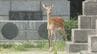 どうした？大人のメスジカが札幌市中心部に迷い込み高校の敷地に移動…そして再び姿消す　市は「シカを刺激しないよう」呼びかけ　付近走行のドライバーも飛び出し注意！　|　北海道のニュース｜HBC北海道放送