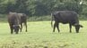 「ここまで飼料代が上がるというのは今までなかった、今は正念場」牛肉が高い！ 仕入れ値やエサ代が高騰... 牛肉を取り巻く環境に厳しさ増す　|　静岡のニュース | SBSNEWS | 静岡放送