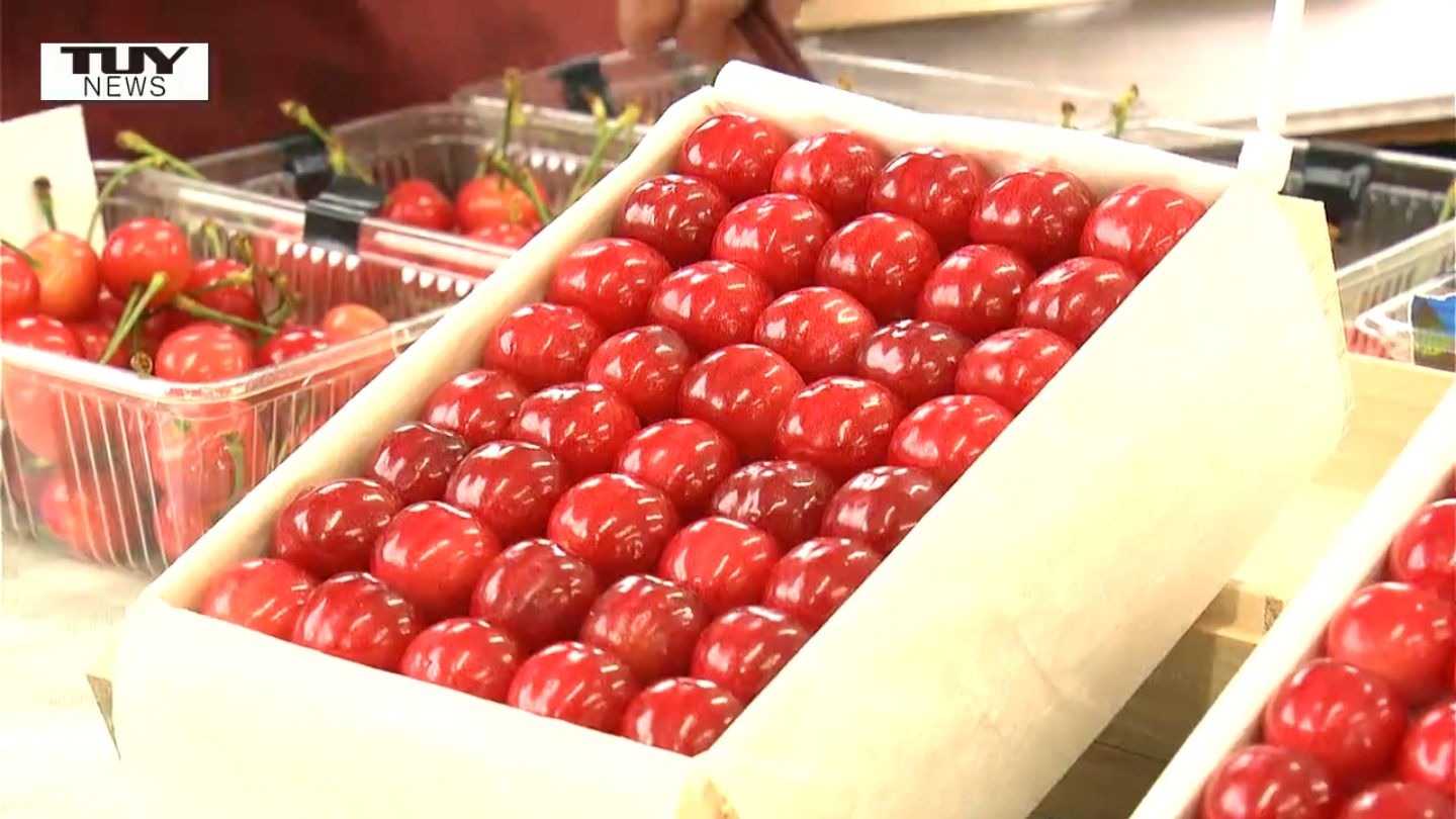 真冬のさくらんぼ “超促成栽培”で育て出荷へ | TBS NEWS DIG