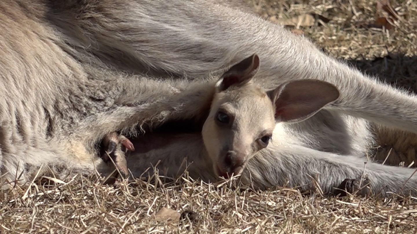 赤ちゃんカンガルー誕生 お母さんの袋から可愛らしい顔がひょっこり 袋