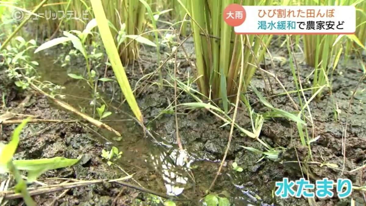 大雨は農家には恵みの雨か ひび割れていた田んぼに水たまり 「稲も十分 …