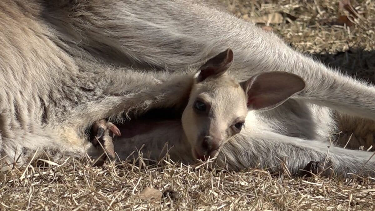 赤ちゃんカンガルー誕生 お母さんの袋から可愛らしい顔がひょっこり 袋