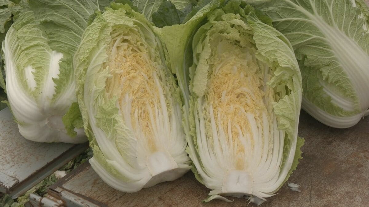 昨シーズンは1玉約800円の時も… “白菜”ことしの価格は？｢生育が順調で去年に比べてお買い得｣ 愛知･豊田市