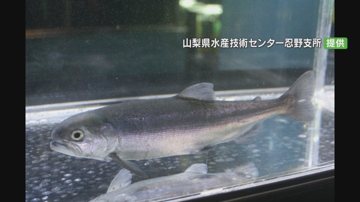 “奇跡の魚”クニマス　山梨県から秋田県に30匹送る　「これ以上、減らないよう育てていければ」