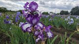 「虹の花」ジャーマンアイリス2万株 色とりどりの花を咲かせる 岩手・矢巾町|TBS NEWS DIG