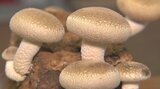 県産生しいたけが旬入り 肉厚で食感はプリプリ 本格的な出荷シーズン迎える 大分 | 大分のニュース|OBS NEWS|大分放送