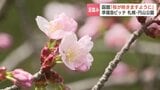 【桜前線】ちょっと足踏み「あした桜が咲きますように」函館・五稜郭公園 花見準備は着々…札幌の桜の名所・円山公園はジンギスカン弁当に熱視線|TBS NEWS DIG