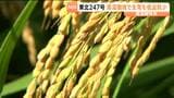 高温耐性検査用ハウスで栽培された高温耐性があるコメ「東北247号」が収穫 2029年の一般作付けを目指し試験が進む 宮城 | 宮城のニュース│tbc NEWS│tbc東北放送