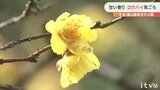 甘い香り漂う 愛媛・今治市の公園でロウバイ見ごろ | 愛媛のニュース - Nスタえひめ|あいテレビは6チャンネル