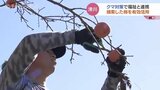 クマ対策で柿の実を摘み取り 就労支援と地域貢献でドライフルーツに 富山 |TBS NEWS DIG