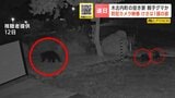 【クマ出没】山中の空き家に親子とみられるクマ3頭 母グマの後を追う子グマ2頭が防犯カメラの前に…近くの栗の木は食い荒らされる 北海道木古内町 | 北海道のニュース|HBC北海道放送