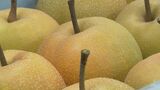 直径約9センチの大玉ナシ“幸水”の出荷はじまる　|　石川県のニュース｜MRO北陸放送