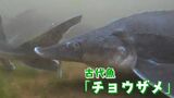 東京のIT企業が「チョウザメ」養殖!しかも人口1000人の信州の村で…その狙いは?「実はウマかった!」 長野・南相木村 | SBC NEWS | 長野のニュース | SBC信越放送