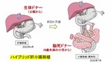 【速報】８歳の女の子に肝臓・小腸を移植“手術成功”で食事から栄養とれるように～九州大学病院　|　福岡のニュース｜RKB NEWS｜RKB毎日放送