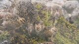 国の特別天然記念物「ライチョウ」現状や保全活動について知って… 長野・大町市|TBS NEWS DIG