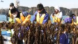 「ワカメ養殖」体験学習の集大成 岩手・大船渡市の中学生が収穫に感動 来年の学校統合で最後に|TBS NEWS DIG