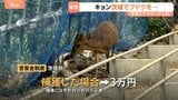 「やめろやめろ!」キョンがブドウをムシャムシャ 茨城でも農作物被害 茨城に定着すると本州全域に定着のおそれも|TBS NEWS DIG