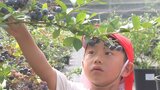 小学生がブルーベリー狩りを体験 「27個食べた」旬の味に笑顔 | 大分のニュース|OBS NEWS|大分放送