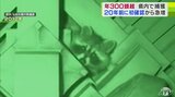 「じー…」国の重要文化財の天井裏から“アライグマ”　全然可愛くない！深刻な食害などの被害…　年間300頭以上を捕獲の現状　1960年代以降に動物園や個人のペットが逃げ出し野生化か　青森県内では20年前に初確認から急激に繁殖　|　青森のニュース│ATV NEWS│青森テレビ