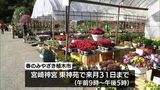 春を彩る花や木を展示・販売 恒例「春のみやざき植木市」 宮崎神宮東神苑で3月31日まで|TBS NEWS DIG