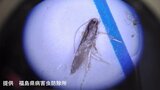 野菜の害虫「トマトキバガ」県内初確認 トマト、ナスなどに寄生し食い荒らす 福島 | 福島のニュース│TUF