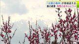 “北限の梅林”見頃迎える　爛漫と咲き誇るウメ　“春の絶景”色鮮やかな花と残雪の岩木山の共演　青森県五所川原市|TBS NEWS DIG