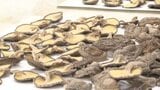 「シイタケの消費拡大や、生産者の生産意欲に繋がれば」愛媛が全国有数の生産量を誇る乾しシイタケの審査会 愛媛県松山市|TBS NEWS DIG