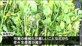 「仙台せり」が地理的表示“GI”に登録　名物のせり鍋に欠かせない食材　生産者減少に歯止めを|TBS NEWS DIG